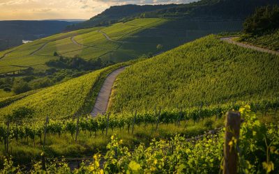Logaman: Innovación y Confianza en el Transporte de Vino a Gran Escala