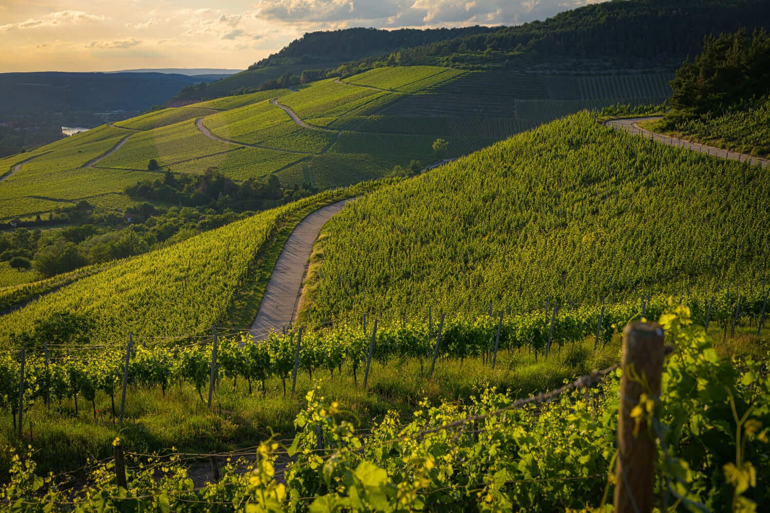 Campos de viñedos entre carreteras